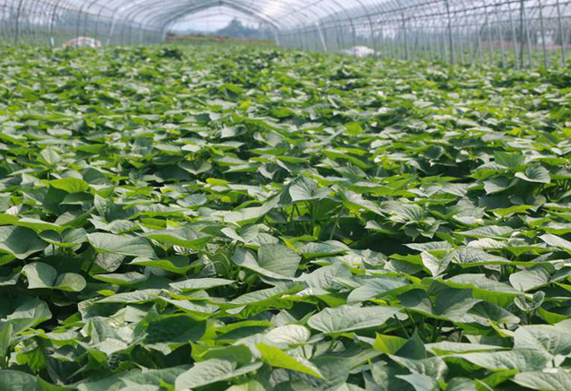 武漢蔬菜配送公司基地展示